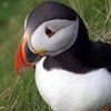 samskeyti: (puffin)