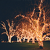 chalcopyrite: A group of bare trees wrapped in strings of lights, all lit up (seasons: winter: tree lights)