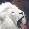 hickorysmoke: (lion)