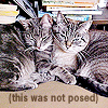 seagull2eagle: (cats - crossed paws)