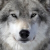 nofortunateone: (Wolf is not amused)