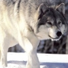 nofortunateone: (Wolf Stalk)