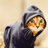 feline_scribe: (cat in hoodie (black))