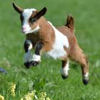 brynwulf: Baby Goat (Baby Goat)