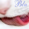 blucola: (Default)