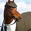 sunnymodffa: A dapper racehorse in his tweed cap and suit (Dapper Racehorse)