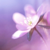 haleskarth: A purple flower. (Lila Blume.)