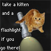 ernads: a kitten and a flashlight (Kitten with a flashlight)