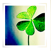 muccamukk: Single shamrock inside a white border. (Misc: Shamrock)