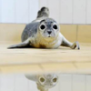 seal_nonnie: (Default)