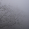 thefog: (pic#1012681)