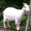 pierregringoire: (goat goat)