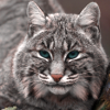 dirtyredneck: (Undergrounds (Bobcat))