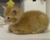 kittencambiba: (Default)
