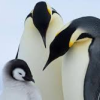 jenna_thorn: penguin family of three (penguin family)