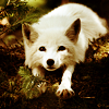 aaronlisa: (White fox)
