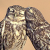 aaveplsgo: Two owls snuggling (owls)