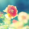 battleloveryuma: stock | rose (✿ by any other name)