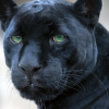 petdagger: (Panther)