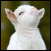 lunarisea: smug goat baby icon (goat)