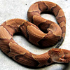 shifting: (* Copperhead)
