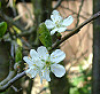 perennialanna: Plum Blossom (Default)