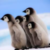 divvyrummage: penguin chicks leaning forward (interested)