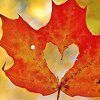 maplegrove_academy: (leaf)