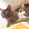 naye: two cats looking happy (our kitties)