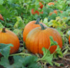 antisocialite_forum: A group of small round pumpkins in a very green pumpkin patch (Default)