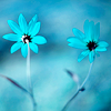 sparklespiff: (flowers)