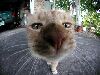 taleya: (Cat)