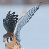 dendarii: (birb:  hunt)