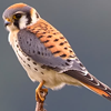 dendarii: (birb:  perch)