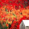 chanter1944: an older house and surrounding autumn scenery (Wisconsin autumn: smells like fall)