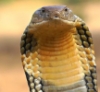 studious_snake: (Cobra Face)