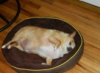 cutie_patootie: Photo of my fat stupid dog (pic#10415855)