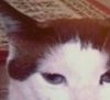 thecicada: A smarmy-looking cat with a sparkle (Default)
