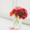 anacrusis: red flowers in a vase on a windowsill (Default)