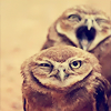 skaldadottir: Annoyed Owls (my head hurts now)