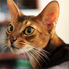 catterspace: (🐈 Intent.)