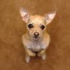 loupgarou: begging chihuahua (Begging)
