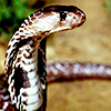 snoobs: (🐍 ????)