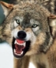 howlinggrey: ([Wolf] Fear the fangs)