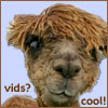 cofax7: Alpaca thinks vids are cool (Alpaca - Vids)