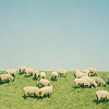blue_ant: (sheep [grazing])