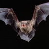 scarlet_devil: (Greater Noctule Bat)