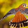dendarii: (birb:  wingspan)