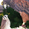 dendarii: (birb:  ive made a huge mistake)