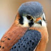 dendarii: (birb: preen)